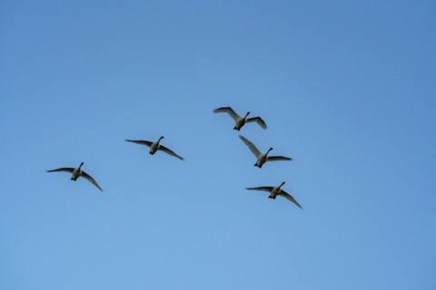 Flock of birds against blue sky