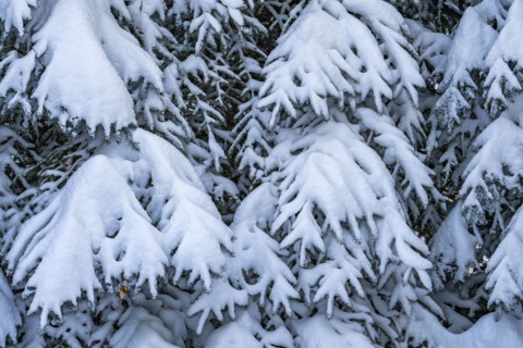 Fresh snow on fir tree