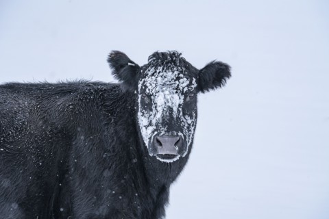 Cow with snow on its head in winter