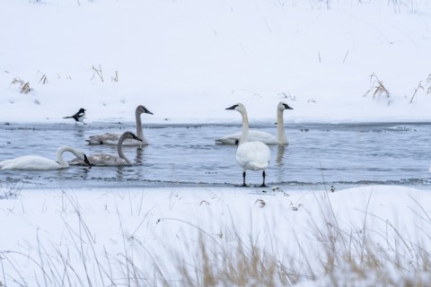 Trumpeter swans