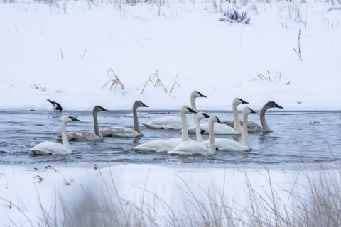 Trumpeter swans