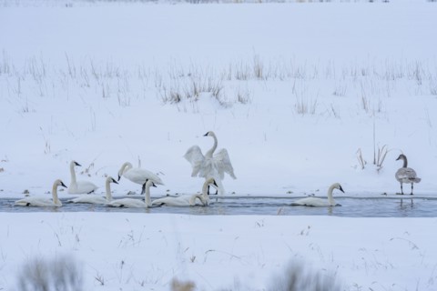 Trumpeter swans