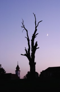 Silhouette of dead tree at dusk