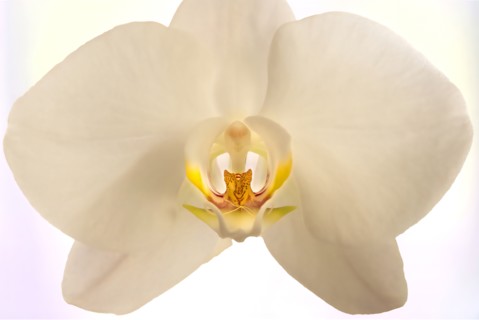Studio shot of white orchid