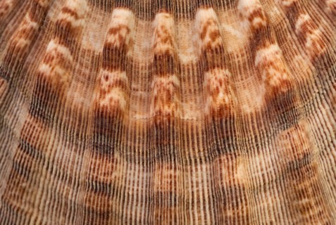 Extreme close-up of sea shell