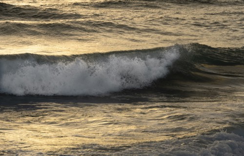 Dramatic ocean wave in golden light