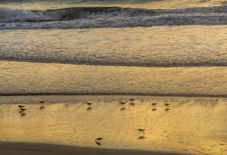 Sand pipers on beach at sunrise