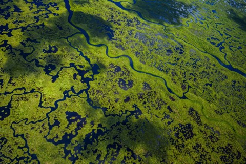 Aerial view of green wetlands and flowing water in Everglades National Park