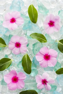 Pink flowers and green leaves on ice cubes