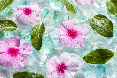 Pink flowers and green leaves on ice cubes