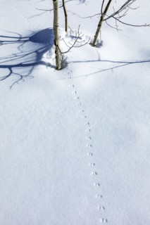 Animal tracks on fresh snow near Sun Valley Idaho on sunny winter day