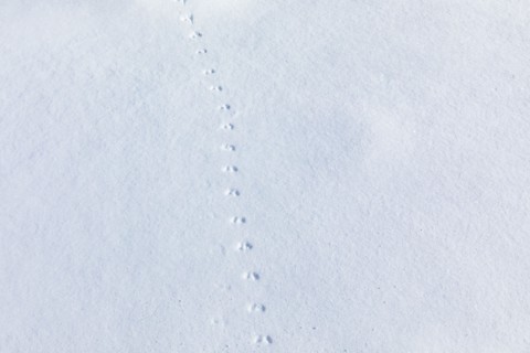 Animal tracks on fresh snow near Sun Valley Idaho on sunny winter day