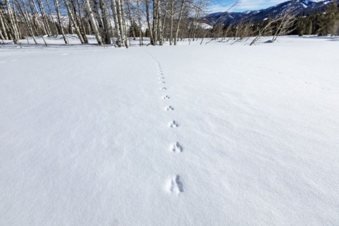 Animal tracks on fresh snow near Sun Valley Idaho on sunny winter day