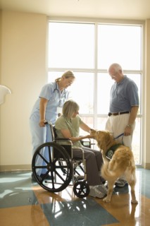Dog assisted therapy for patient in wheelchair
