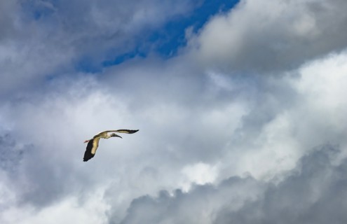 Wood stork