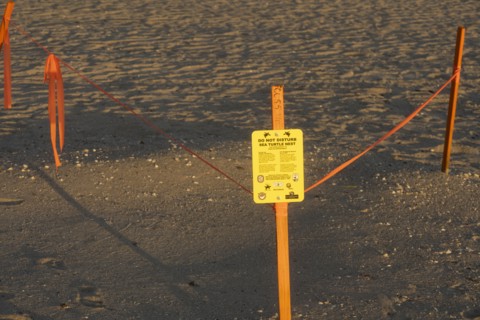 USA, Florida, Boca Raton, Warning signs for sea turtle nesting area on beach