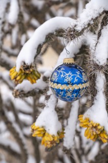 Close-up of Christmas ornament on snow covered cholla cactus