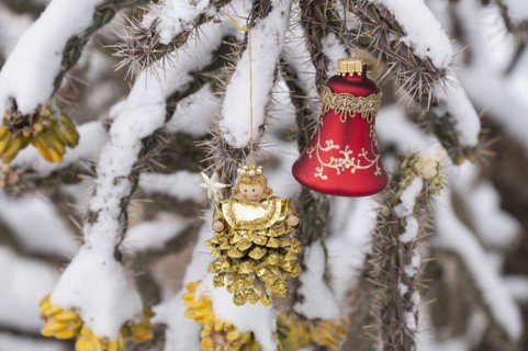 Close-up of Christmas ornaments on snow covered cholla cactus