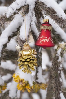 Close-up of Christmas ornaments on snow covered cholla cactus