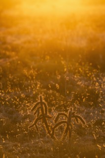 USA, New Mexico, Santa Fe, Cholla cacti at sunset
