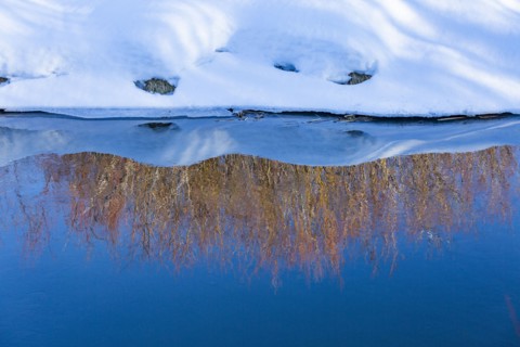 USA, Idaho, Bellevue, Reeds reflected in calm water of spring creek in winter