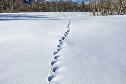 Animal tracks in snow covered field