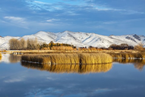 Reeds reflected in calm river in winter