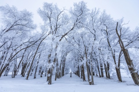 Woman walking into grove of frosty trees