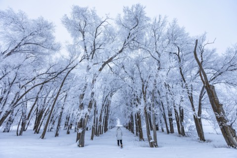 Woman walking into grove of frosty trees