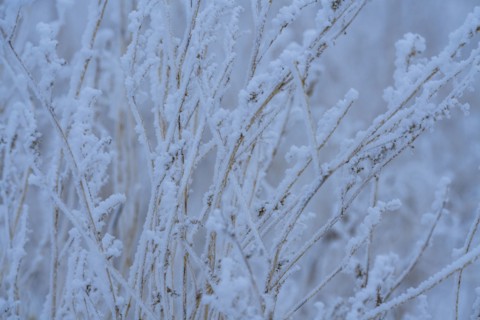 Close-up of frosty grass in field
