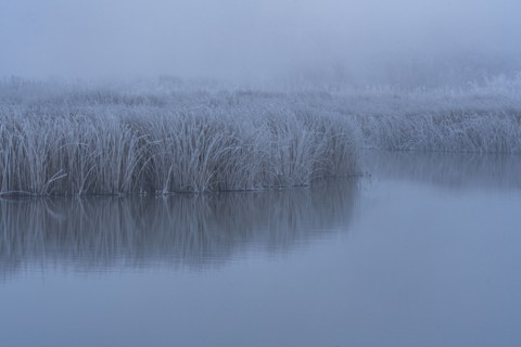 Frosty reeds reflected in still water