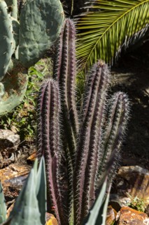Cacti growing in garden