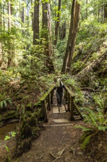 Senior woman hiking through redwood forest near Mt Tamalpais