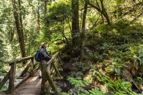 Senior man hiking through redwood forest near Mt Tamalpais