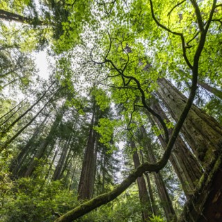 Redwood trees in forest