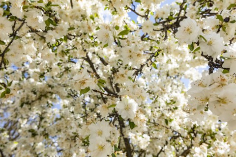 Close up of cherry blossom