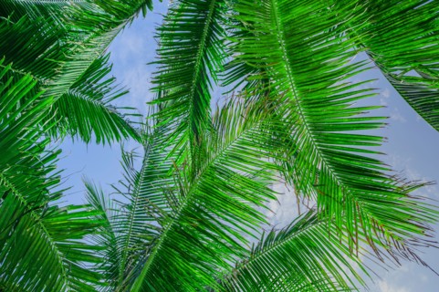 Low angle view of palm leaves against sky