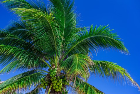 Low angle view of coconut palm tree against sky