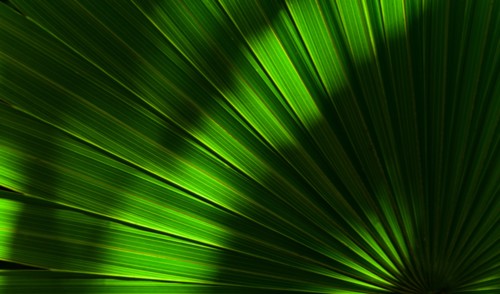 Close-up of green palm leaf with sunlight and shadow