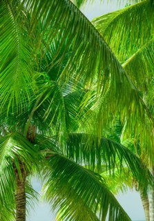 Close-up of palm trees