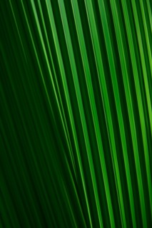 Close-up of green palm leaf