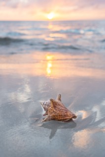 Conch seashell on sandy beach at sunset
