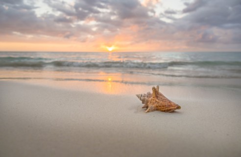 Conch seashell on sandy beach at sunset