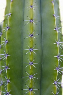 Close-up of cactus