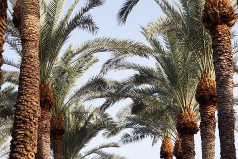 Row of palm trees