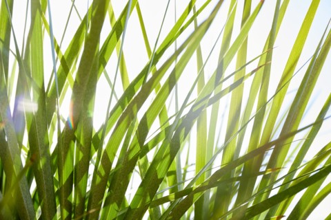 Close-up of palm leaves in sunlight