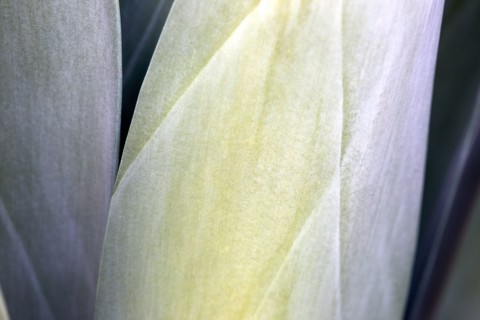 Close-up of agave leaves