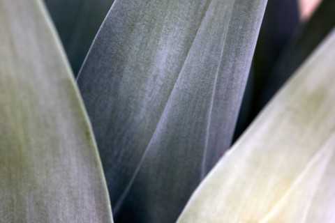 Close-up of agave leaves