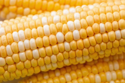 Close-up of corn on the cob