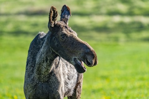 Female moose in pasture